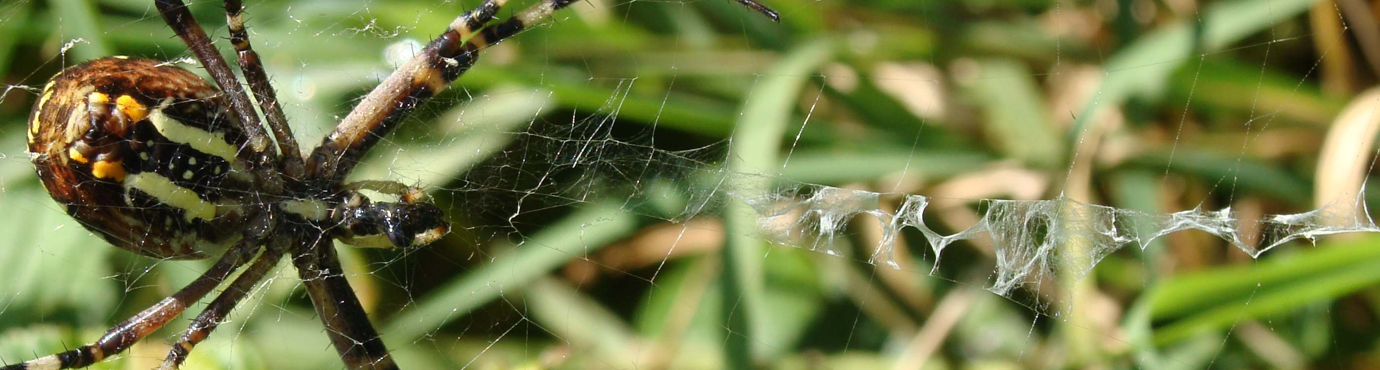 Argiope bruennichi